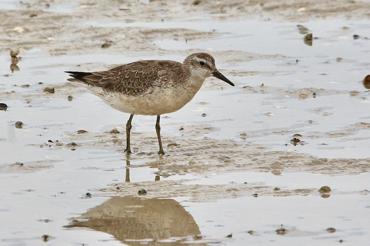 jespák rezavý - ML645310507