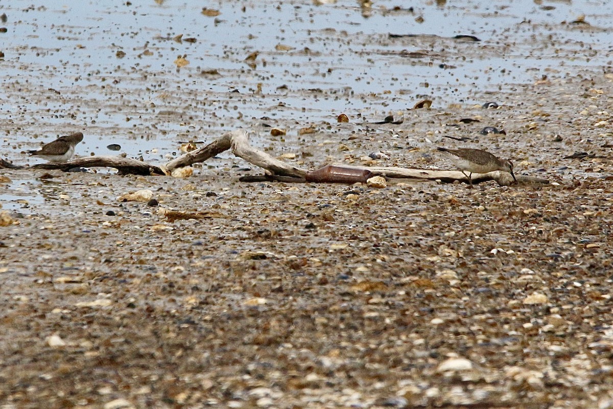 jespák rezavý - ML645310508