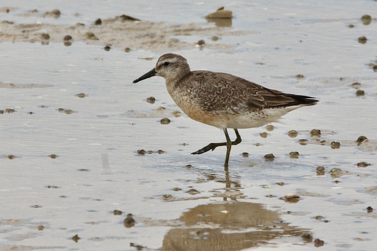 jespák rezavý - ML645310509