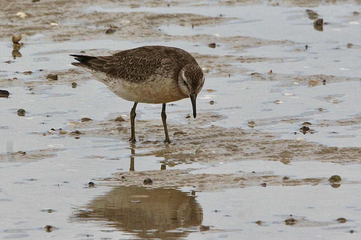 jespák rezavý - ML645310510