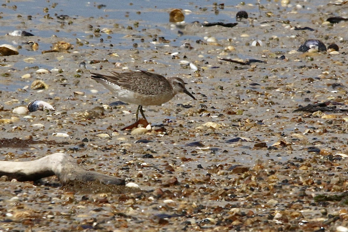 jespák rezavý - ML645310511