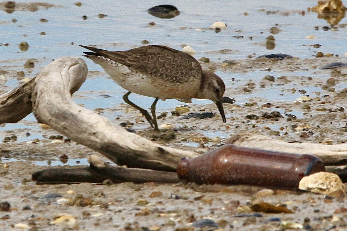 jespák rezavý - ML645310512