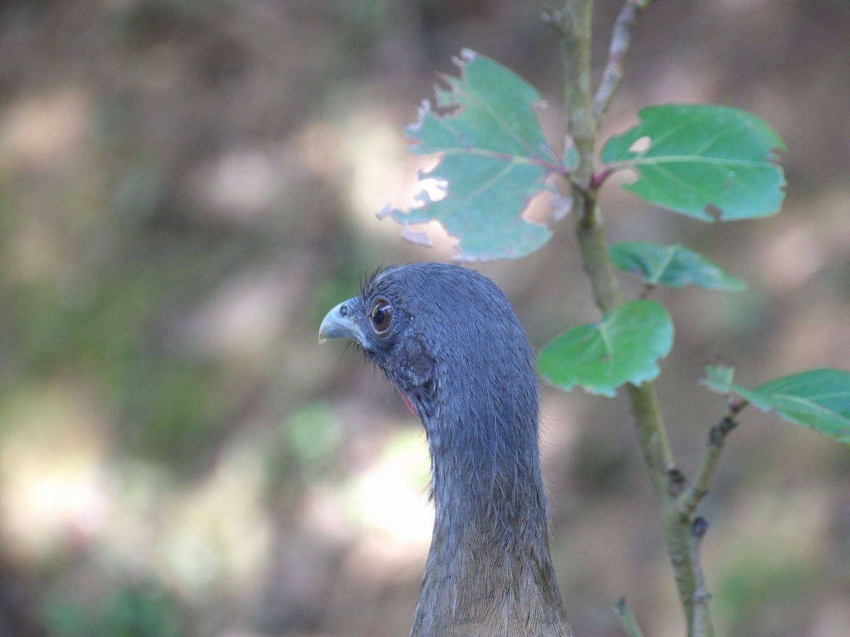 Чачалака рудогуза (підвид ruficauda) - ML645310547