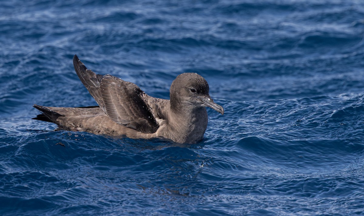 Short-tailed Shearwater - ML645310554