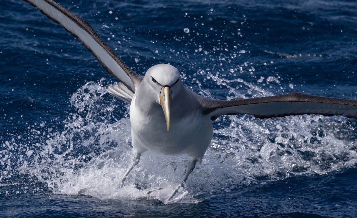 Salvin's Albatross - ML645310556