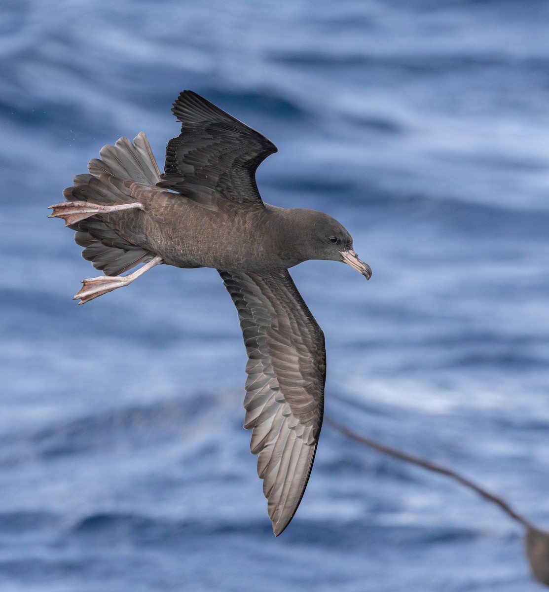 Flesh-footed Shearwater - ML645310558