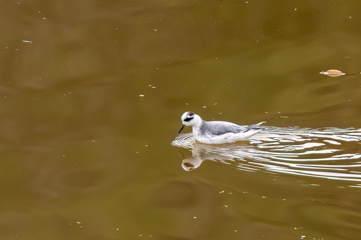 Red Phalarope - ML645310559