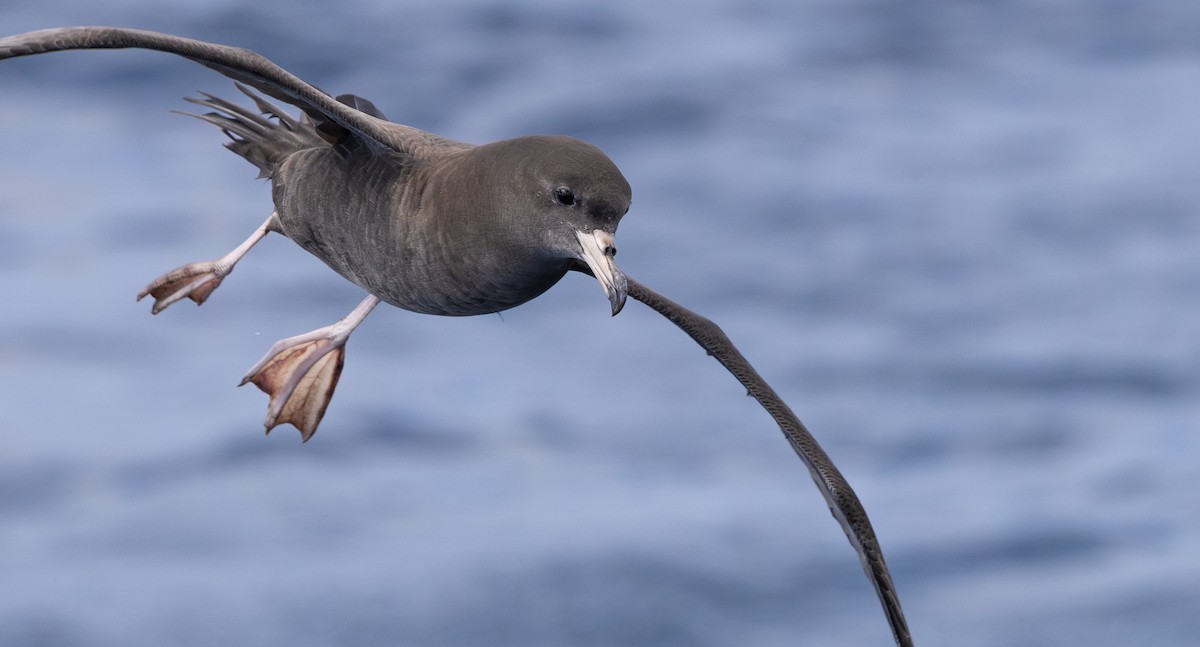 Flesh-footed Shearwater - ML645310560