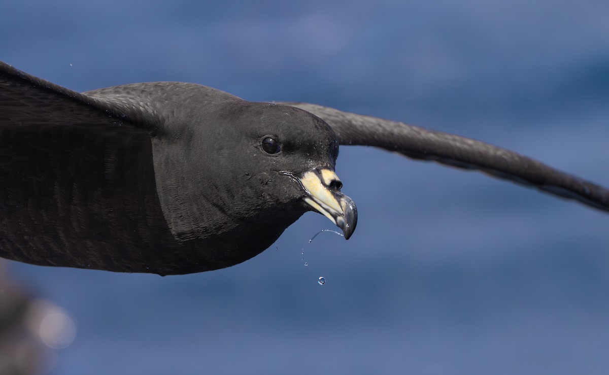 Parkinson's Petrel - ML645310561