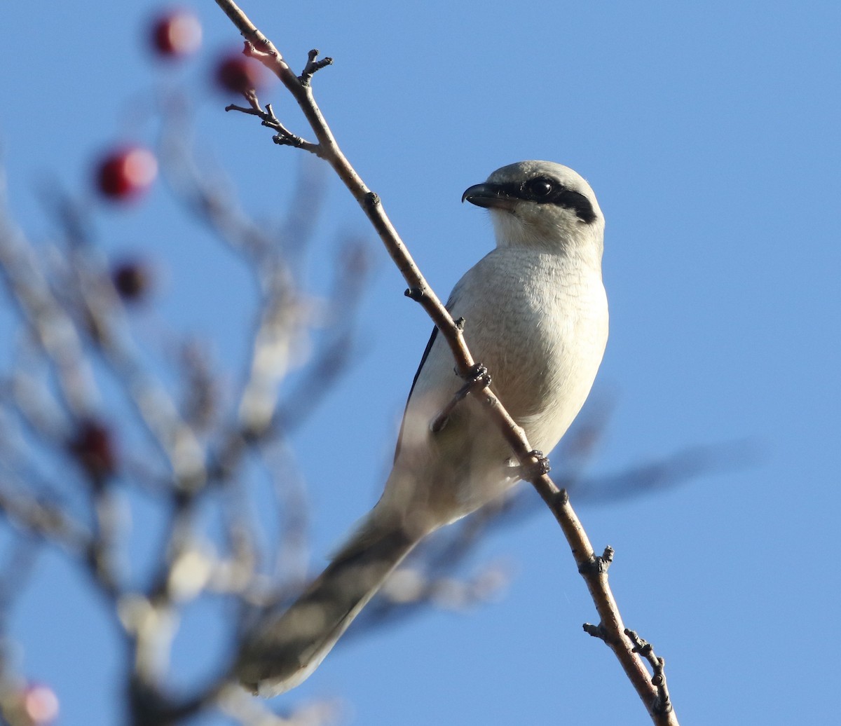 Great Gray Shrike - ML645310565
