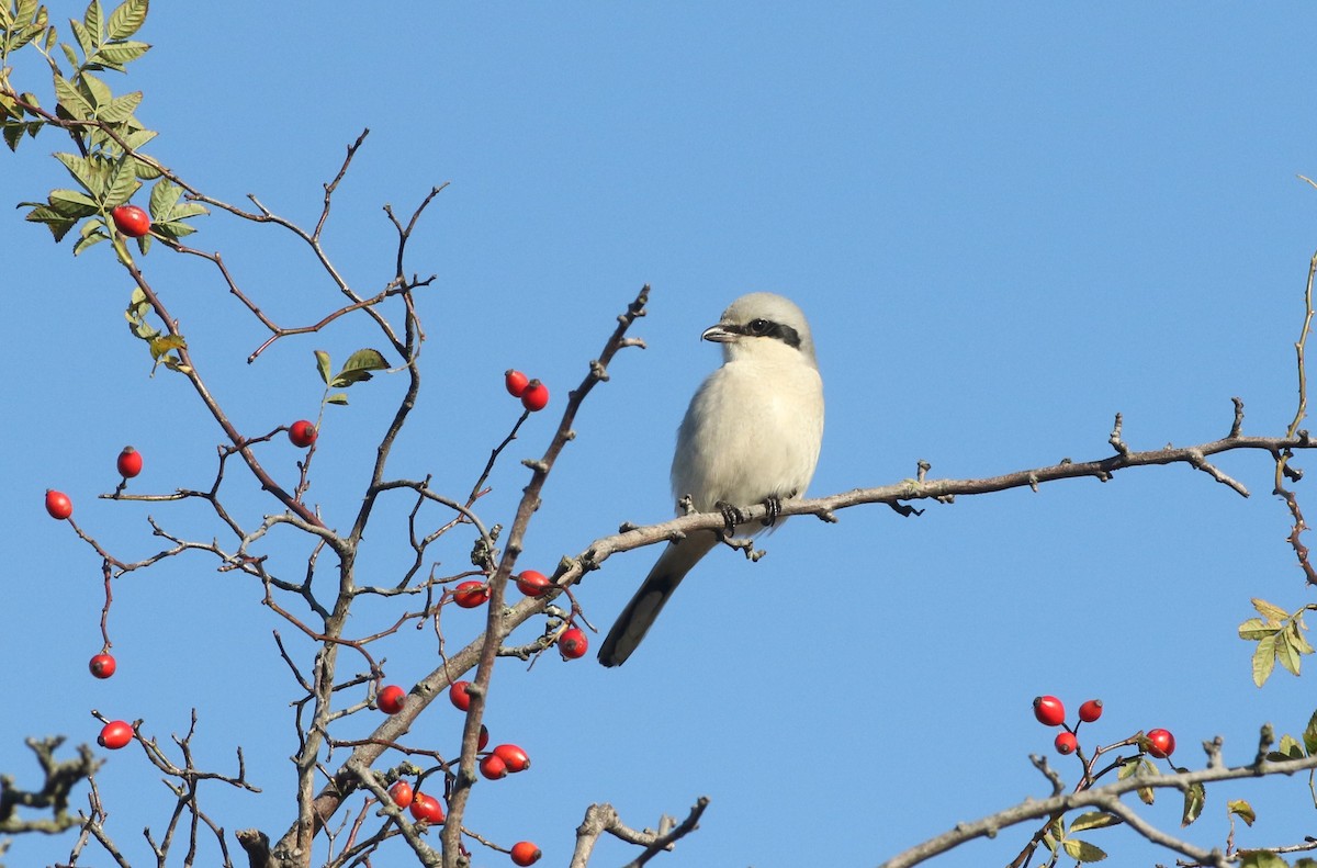 Great Gray Shrike - ML645310566