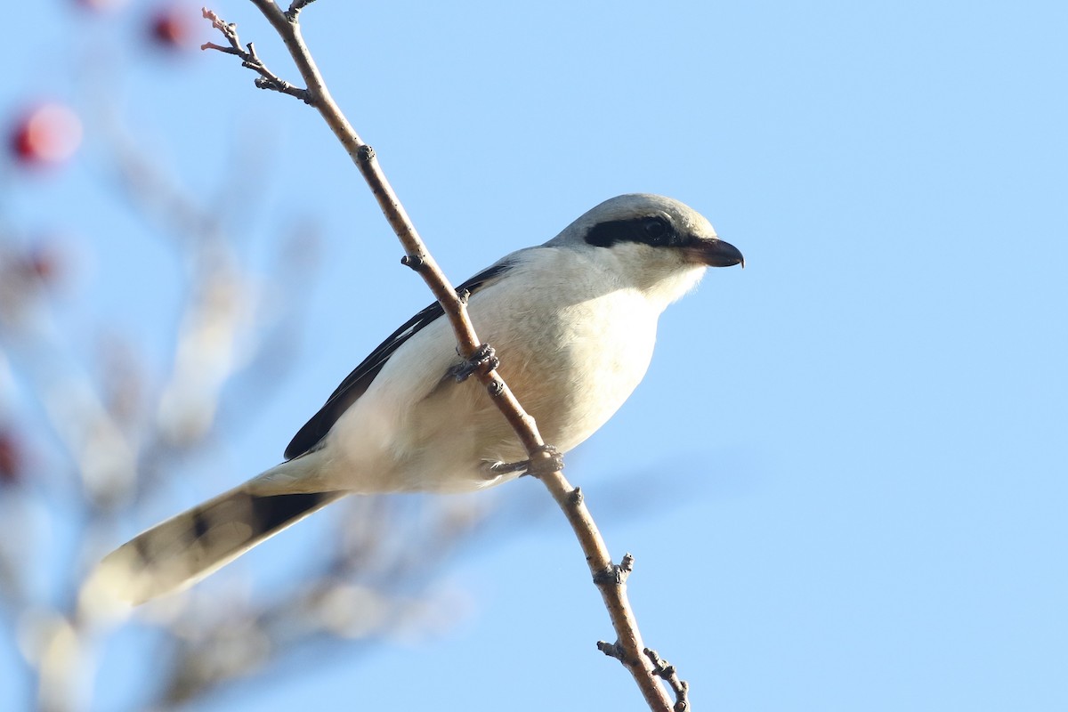 Great Gray Shrike - ML645310567