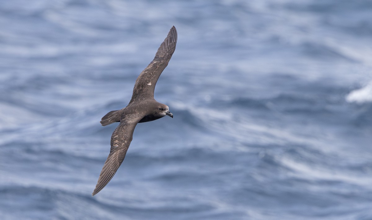 Gray-faced Petrel - ML645310569