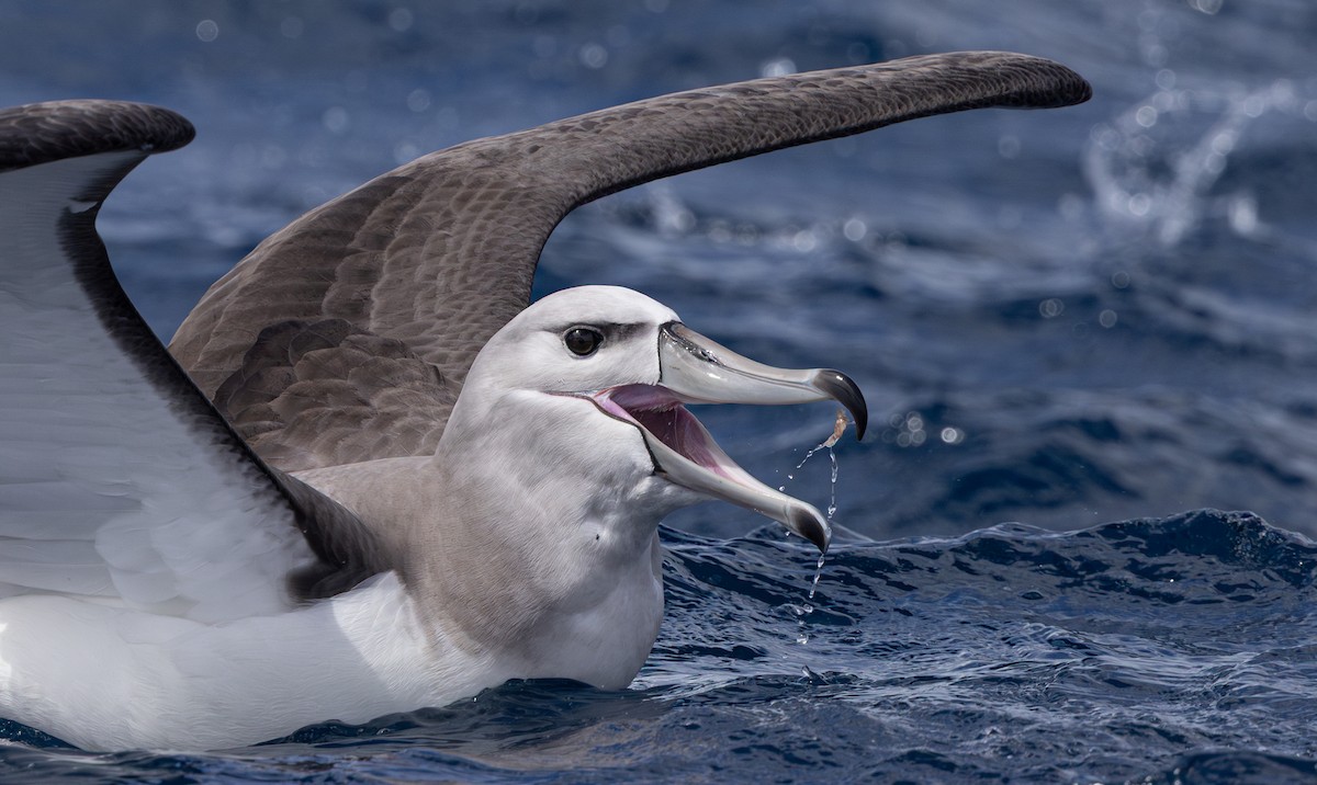 White-capped Albatross - ML645310572