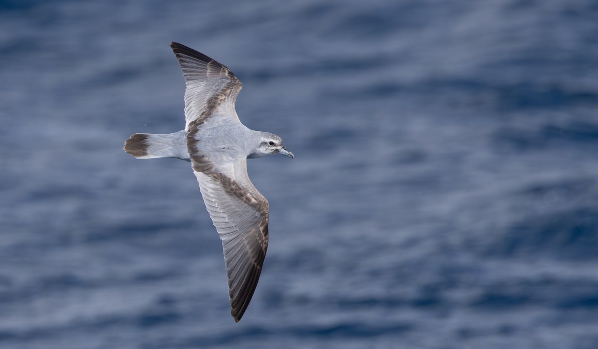 Fairy Prion - ML645310573