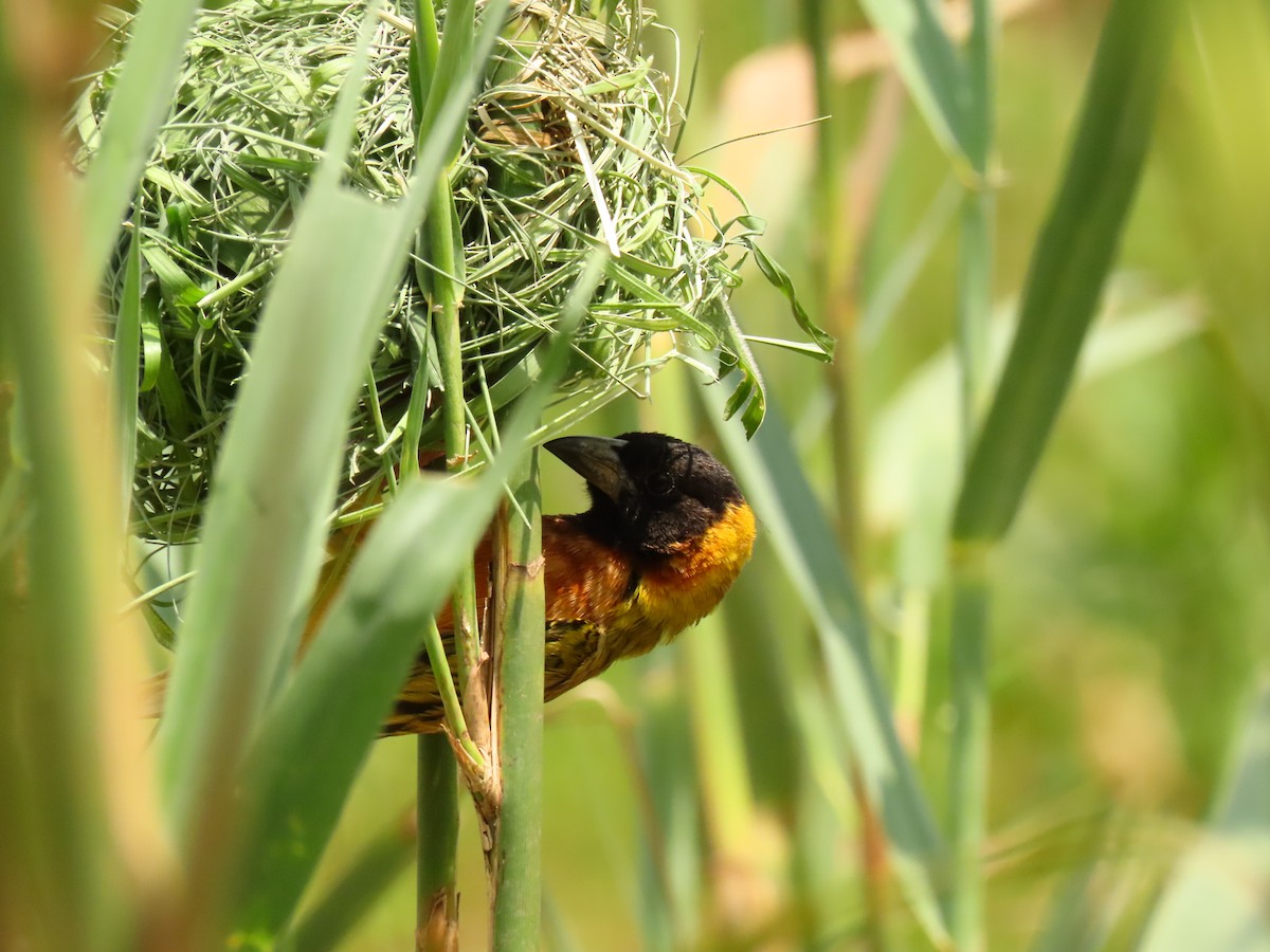 Black-headed Weaver - ML645310574