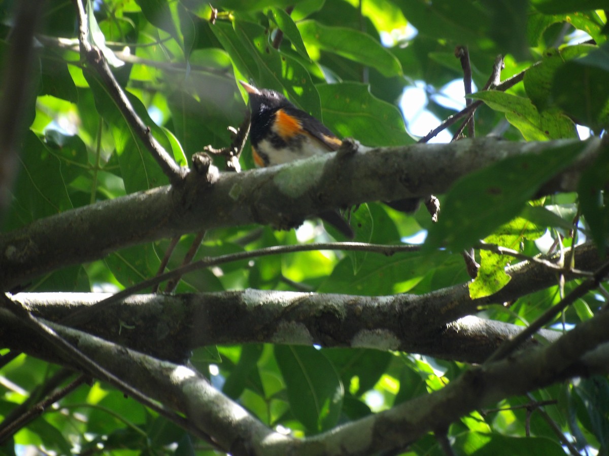 Горихвостковая древесница - ML645310578