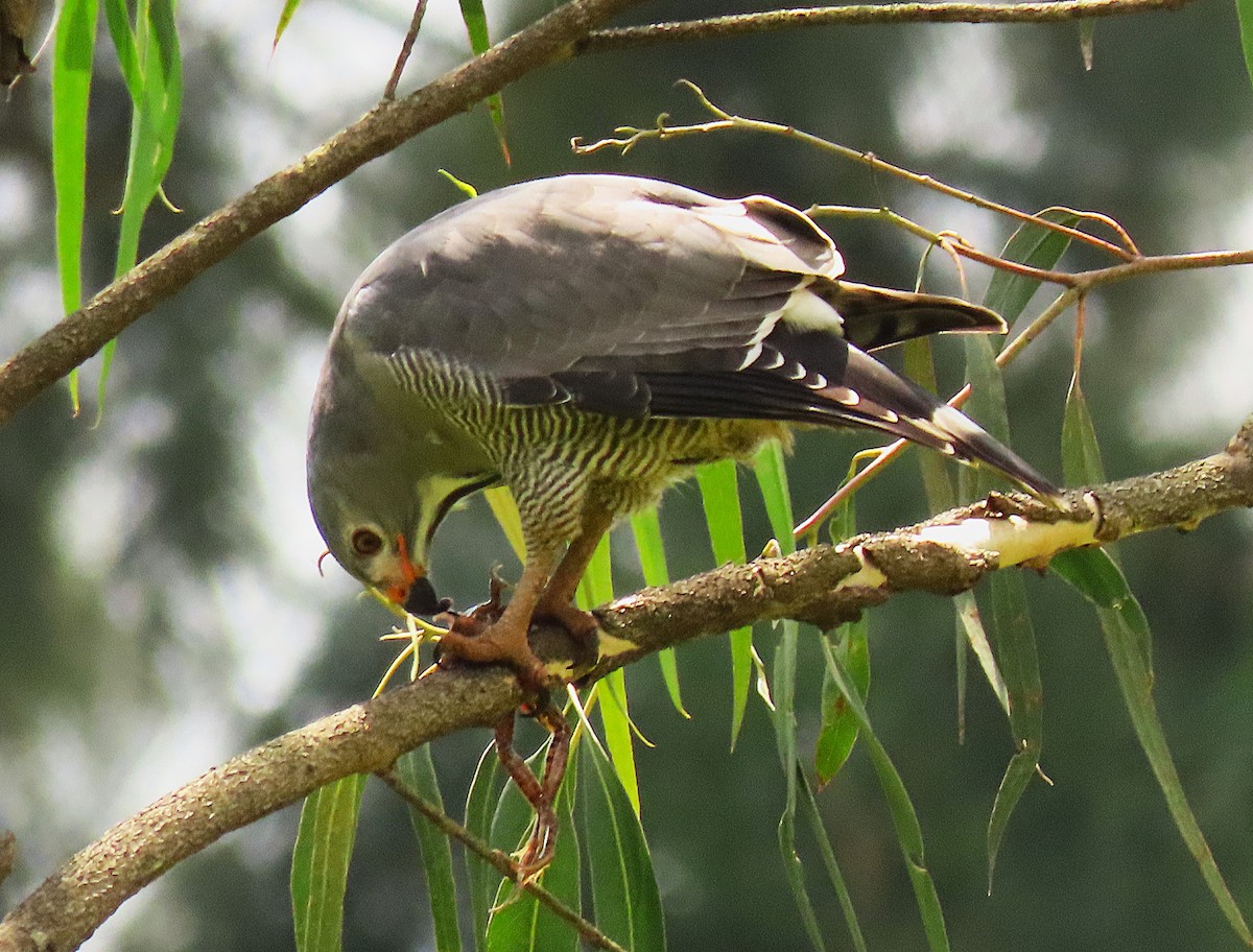 Lizard Buzzard - ML645310583