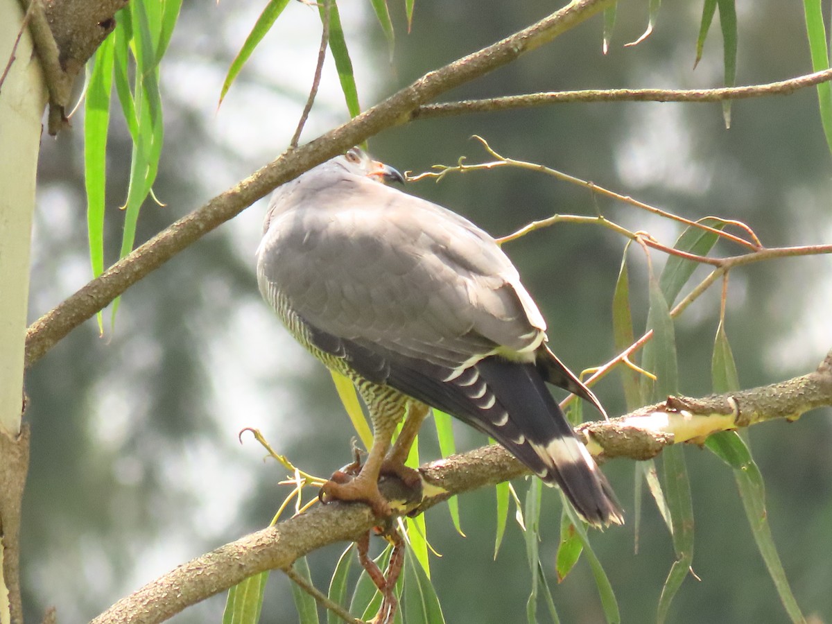 Lizard Buzzard - ML645310584
