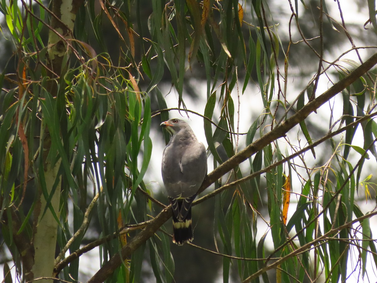 Lizard Buzzard - ML645310585