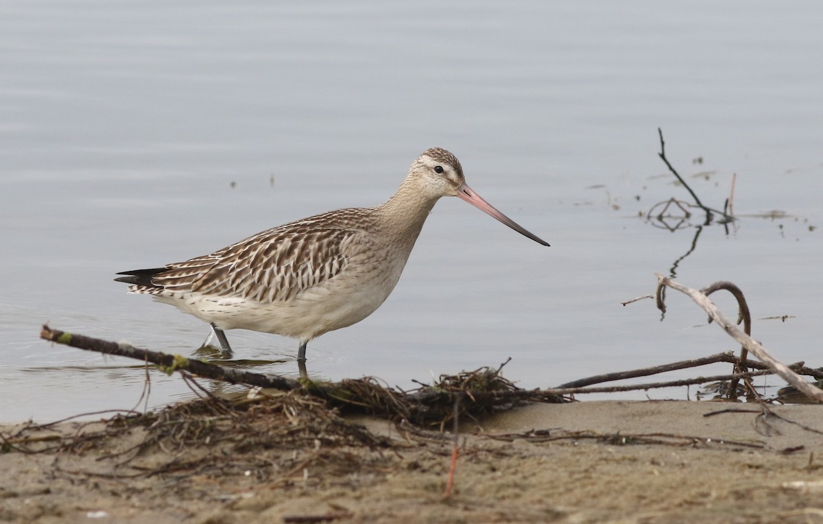 Bar-tailed Godwit - ML645310589