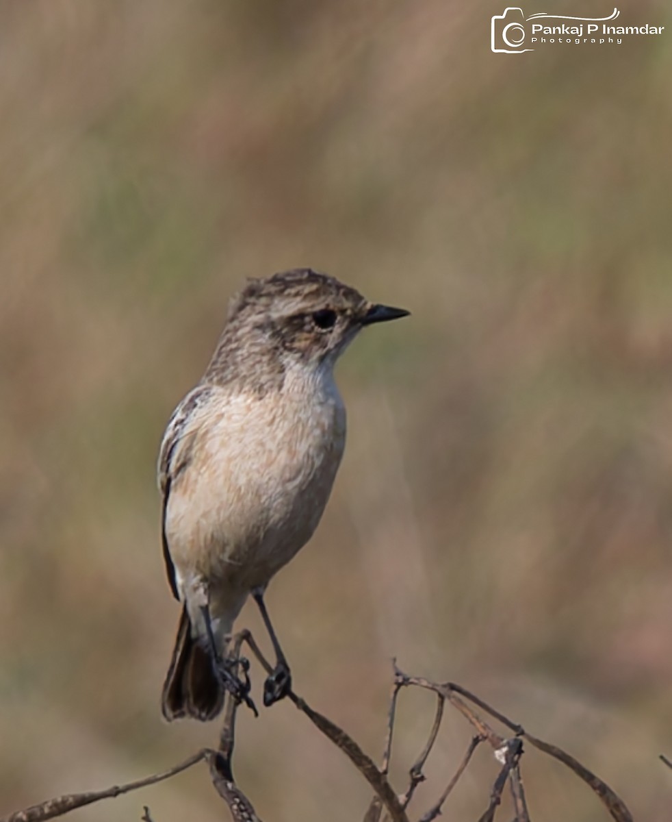 bramborníček sibiřský - ML645310591