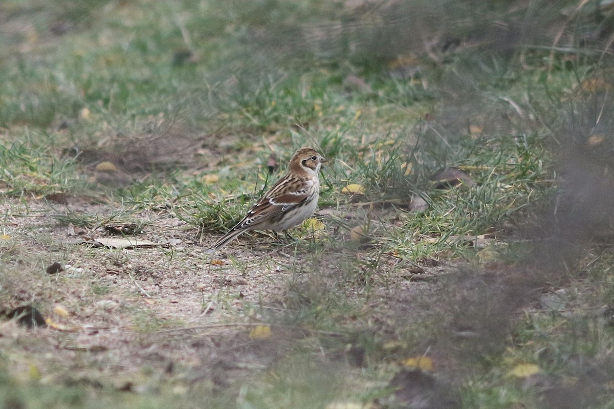 Lapland Longspur - ML645310597
