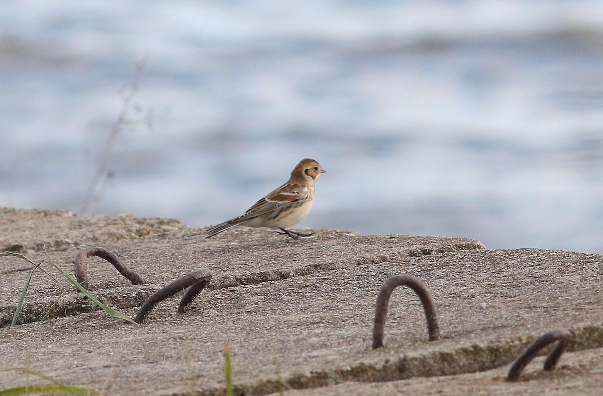 Lapland Longspur - ML645310598