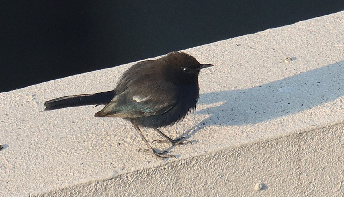 Strauchschmätzer - ML645310618