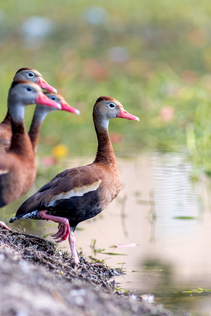 Rotschnabel-Pfeifgans - ML645310624