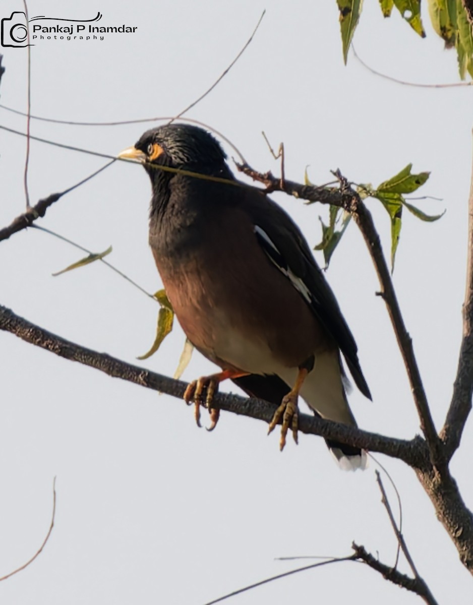 Hirtenmaina - ML645310627