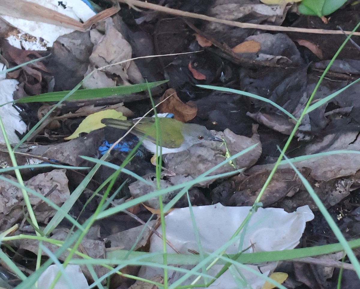 Grünmantel-Bogenflügel - ML645310628