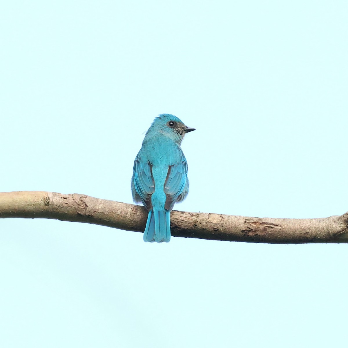 Lazulischnäpper - ML645310629