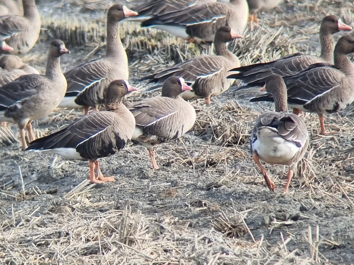 אווז קטן - ML645310633