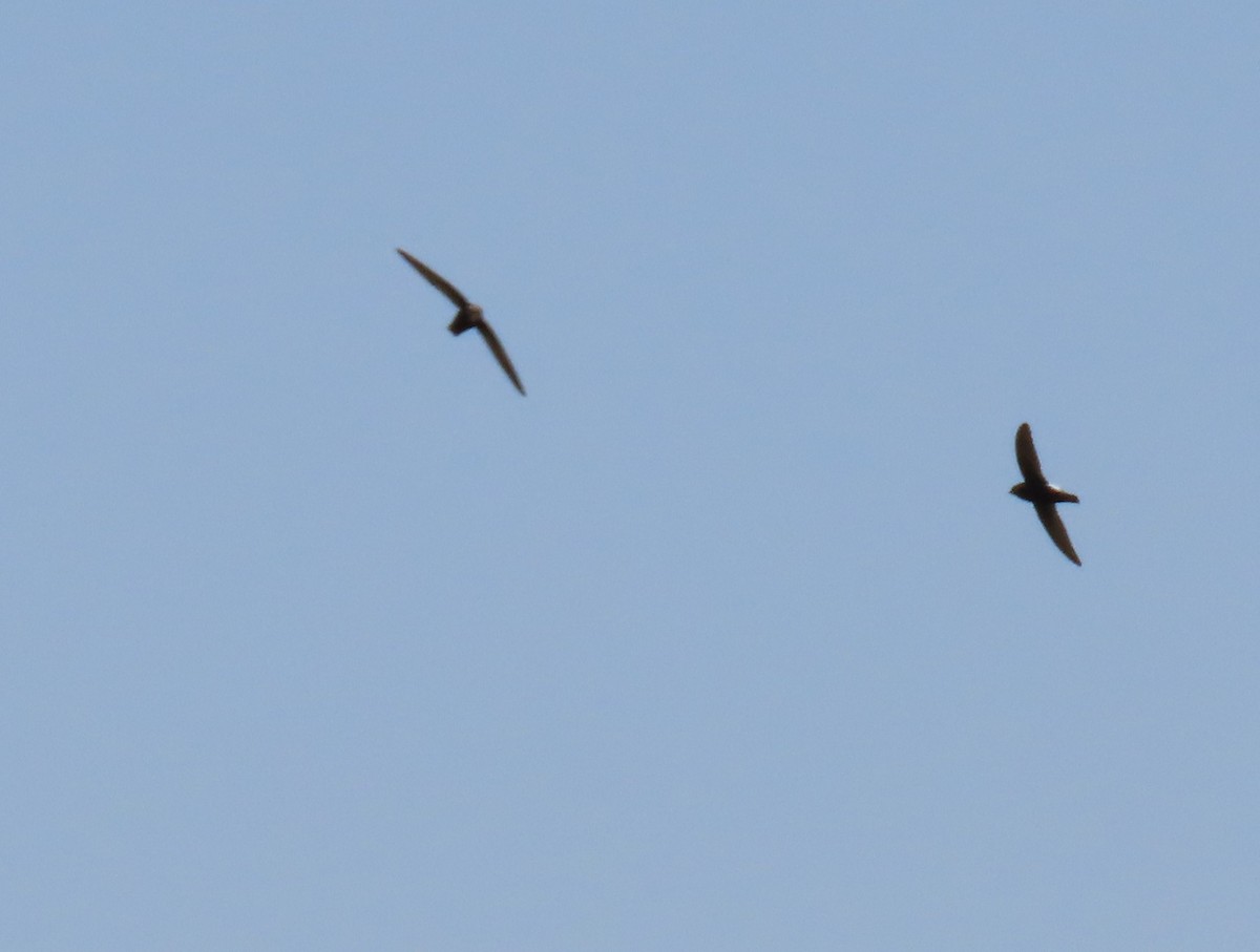 Haussegler - ML645310635