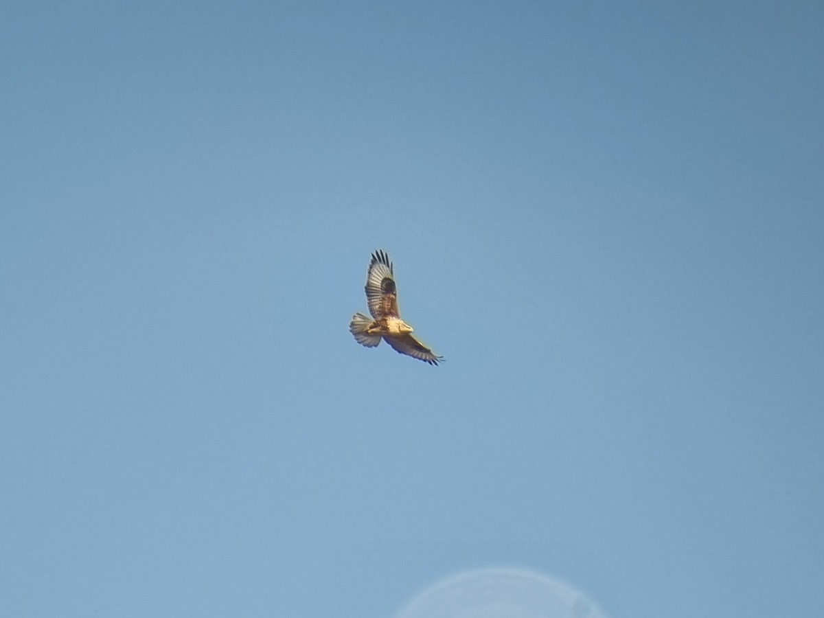 Mongolenbussard - ML645310637