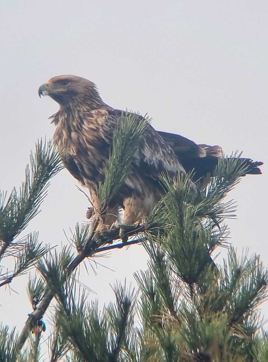 Kaiseradler - ML645310640