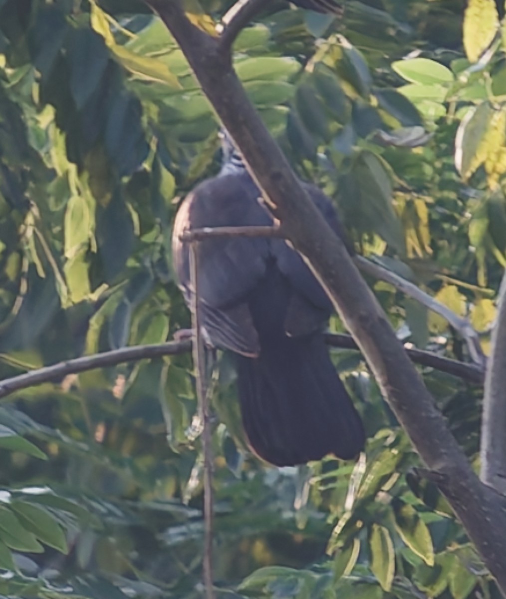 Nilgiritaube - ML645310641