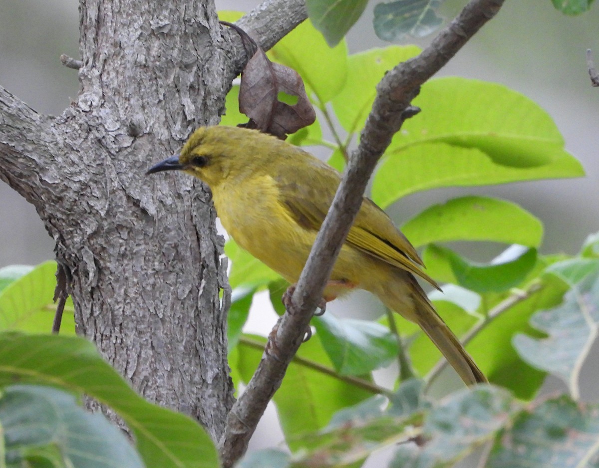 Zitronenhonigfresser - ML645310646