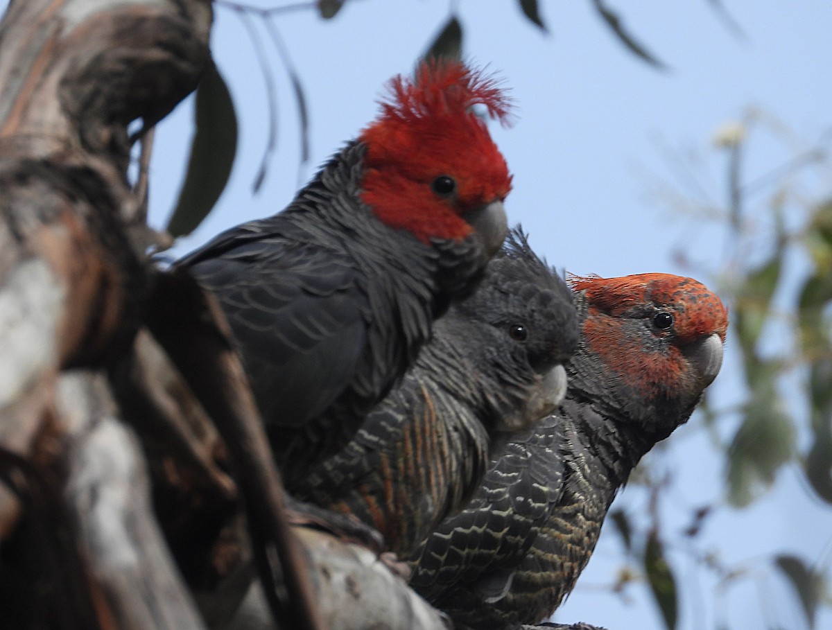 Helmkakadu - ML645310647