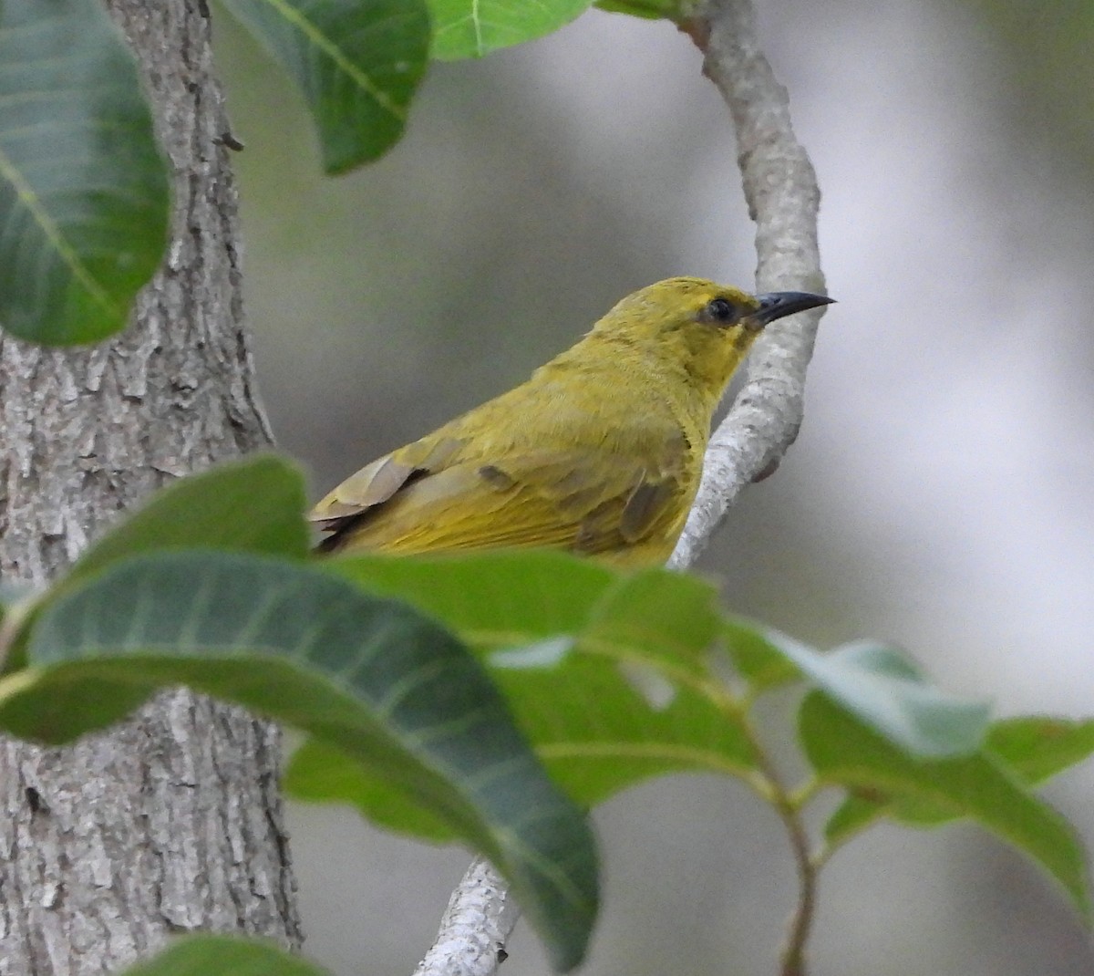 Zitronenhonigfresser - ML645310648