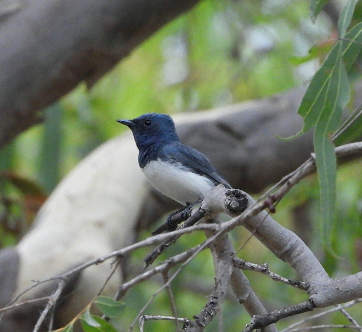 Silbermonarch - ML645310651