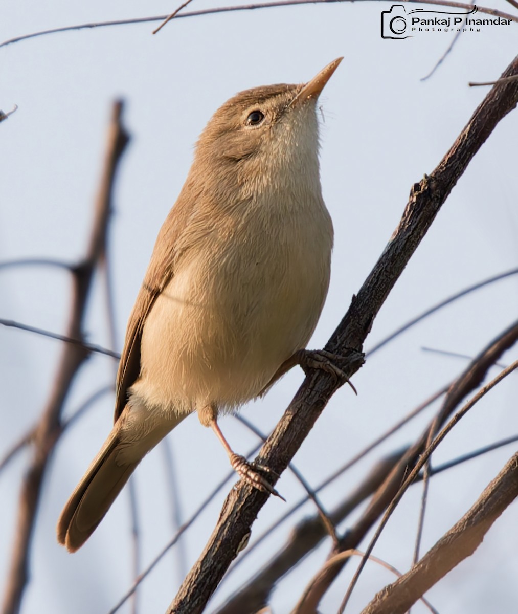 Steppenspötter - ML645310652