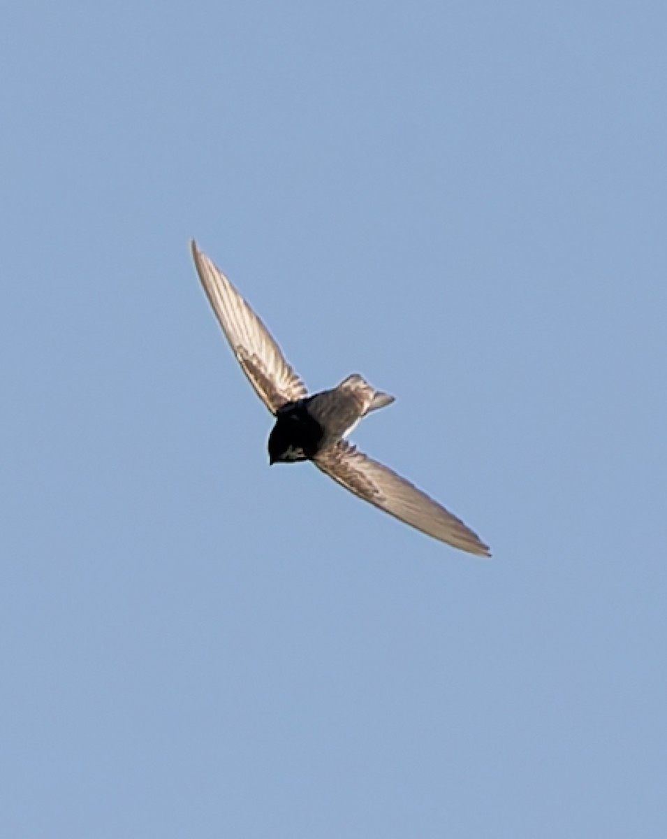 Haussegler - ML645310653