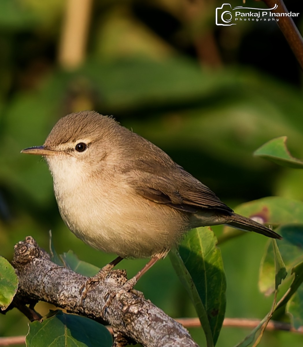 Buschspötter - ML645310664