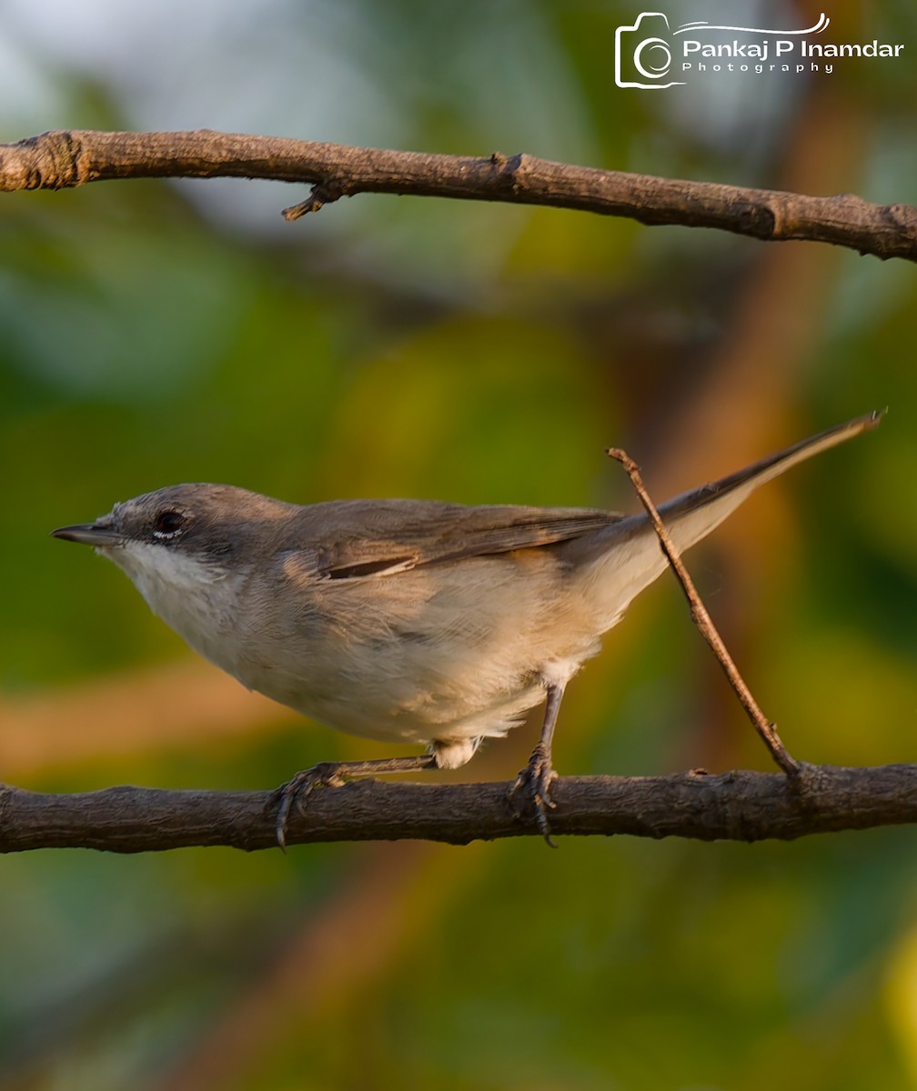 Klappergrasmücke - ML645310668