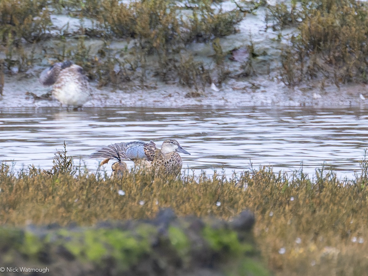 Pfeifente - ML645310669