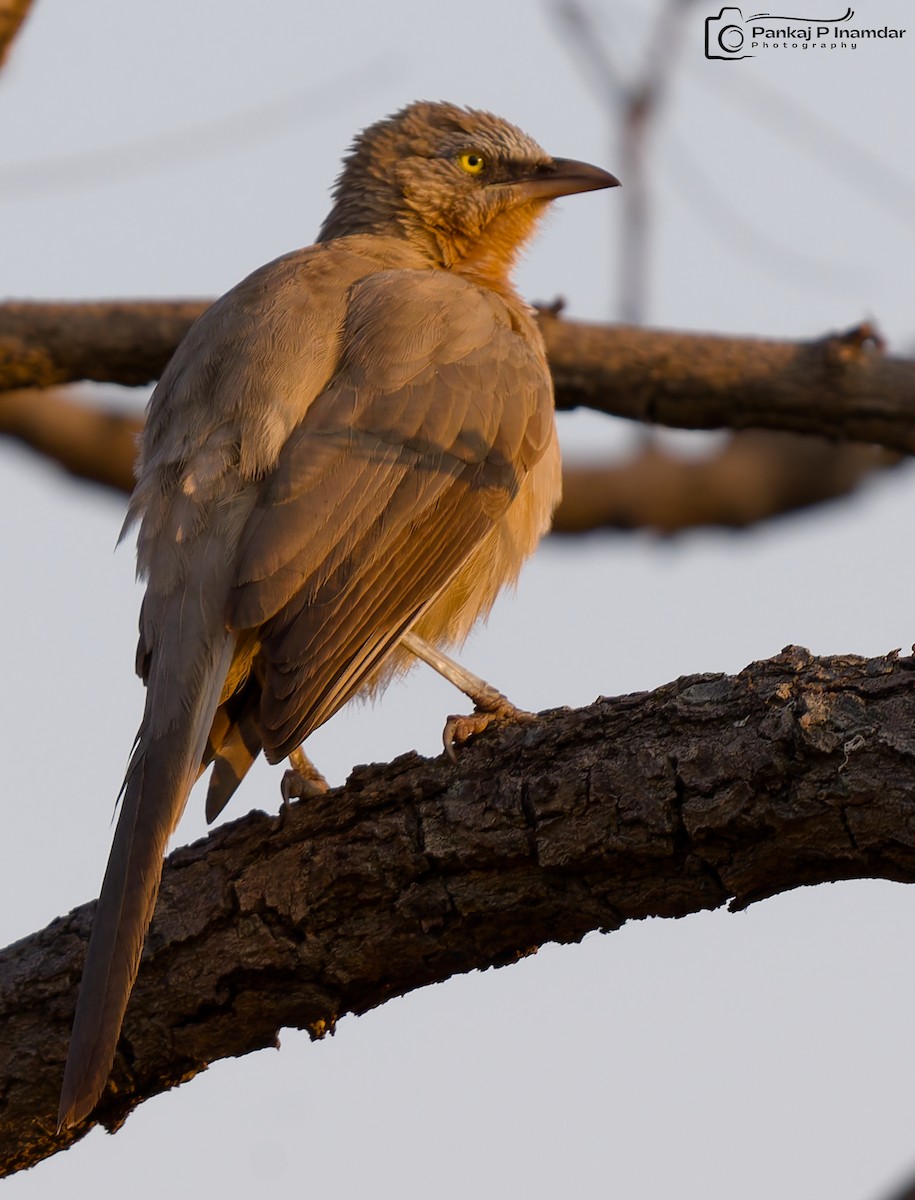 Malcolmdrosselhäherling - ML645310670