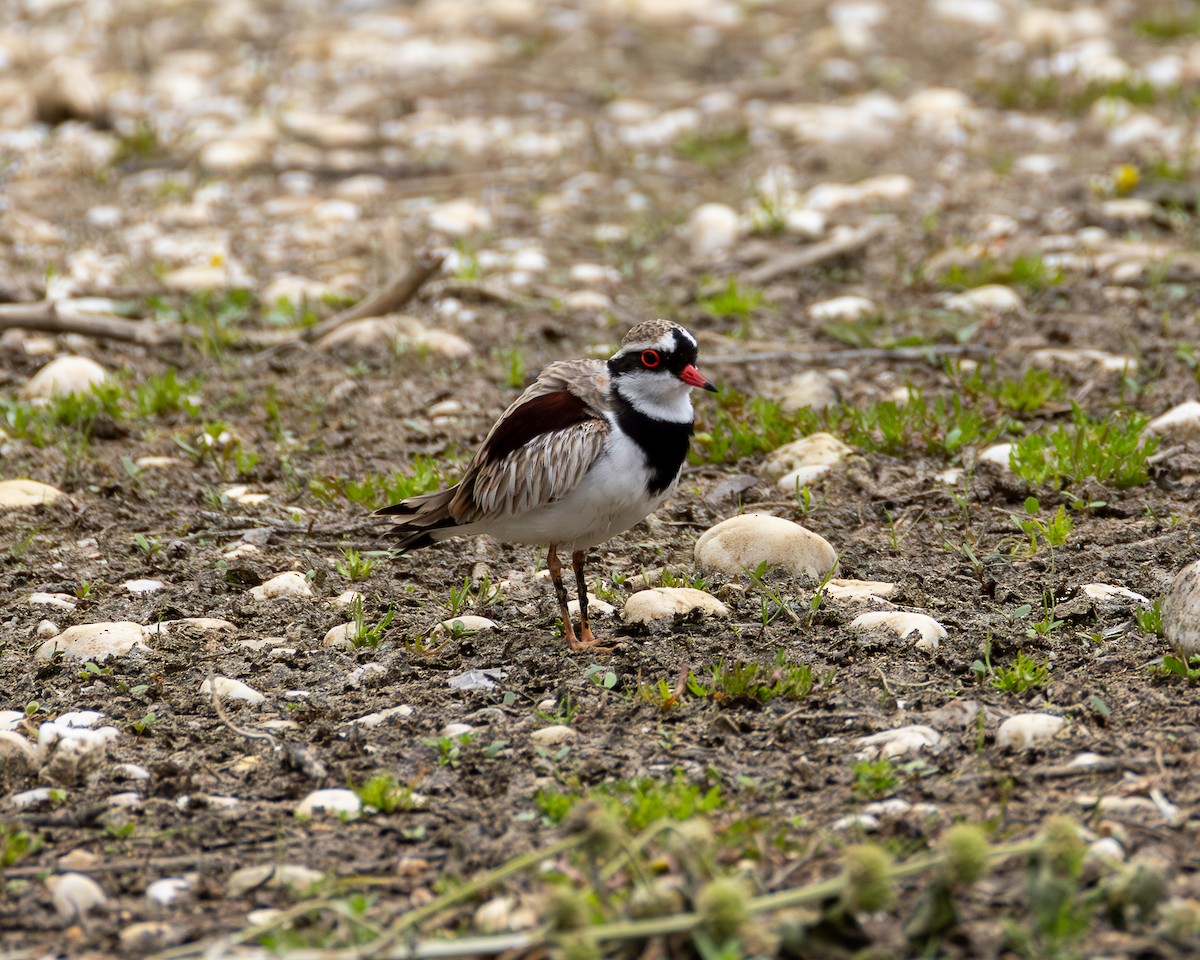 Schwarzstirn-Regenpfeifer - ML645310672