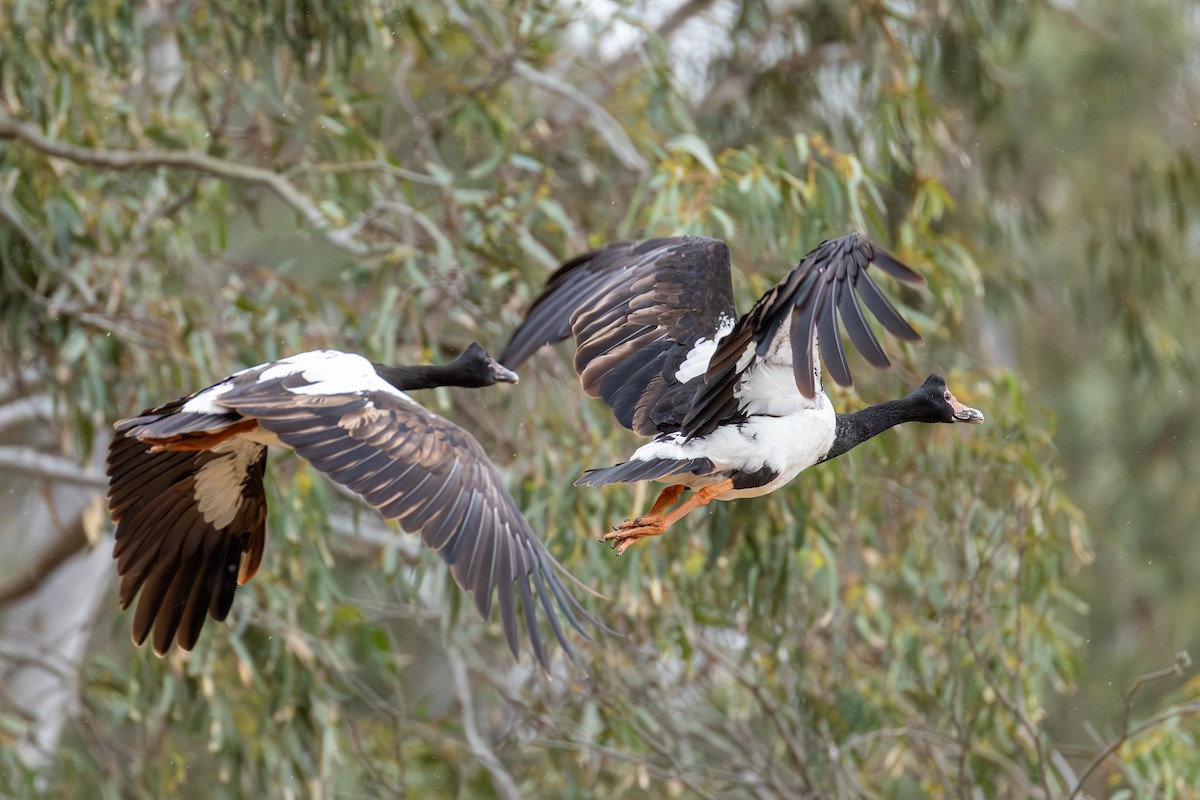 Spaltfußgans - ML645310673